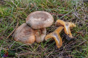 Lactarius semisanguifluu_LR-2